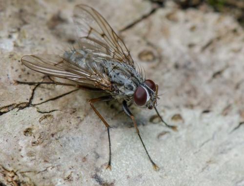 Réf. 288 675 : Phaonia fuscata